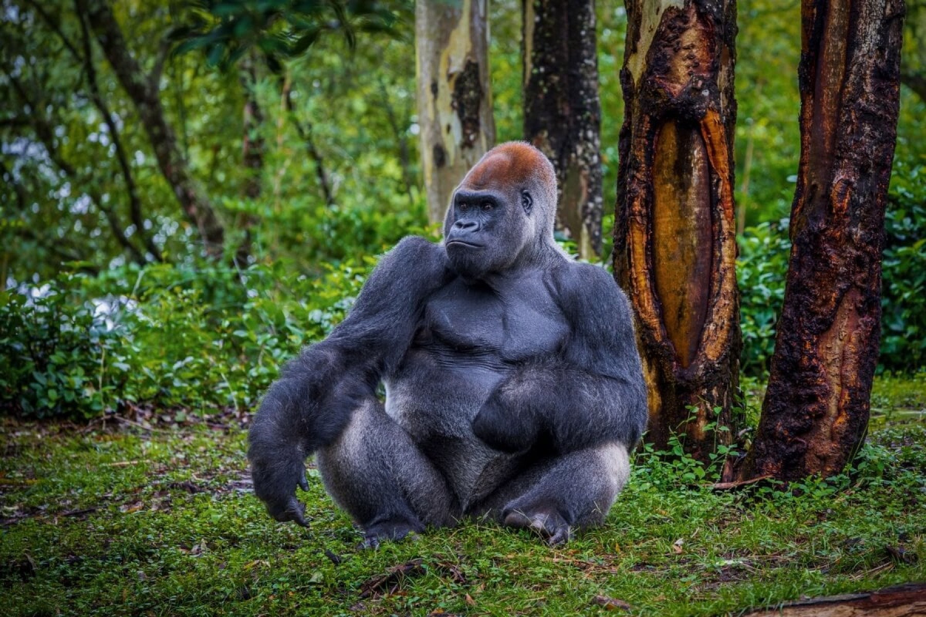 O gorila é considerado maior primata do mundo (Imagem: LuisIrizarry | Shutterstock)  -  (crédito: EdiCase)