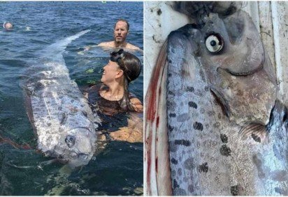 Mergulhadores encontraram o animal morto -  (crédito: Reprodu&ccedil;&atilde;o/Instagram/@scripps_ocean)