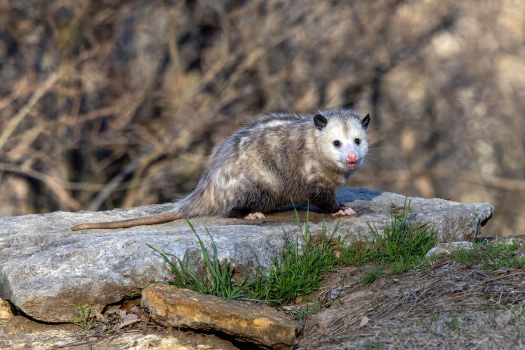 Os gambás são seres com características e comportamentos interessantes (Imagem: Bert B Wildlife Photos | Shutterstock) -  (crédito: EdiCase)