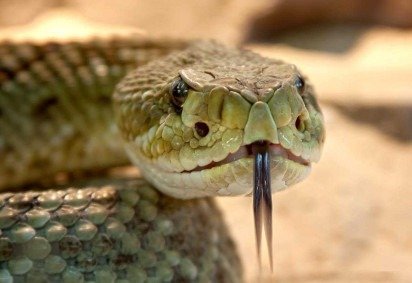 Há muitos motivos para as cobras serem animais que causam pavor no ser humano. Além do aspecto aterrorizante, rastejando em velocidade, elas têm venenos capazes de matar de maneira muito rápida. -  (crédito: foto rabe pixabay)
