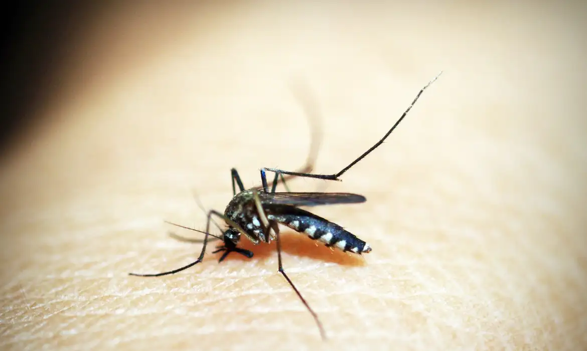 Mosquito é o animal que mais mata no mundo; veja os cuidados -  (crédito: EBC)