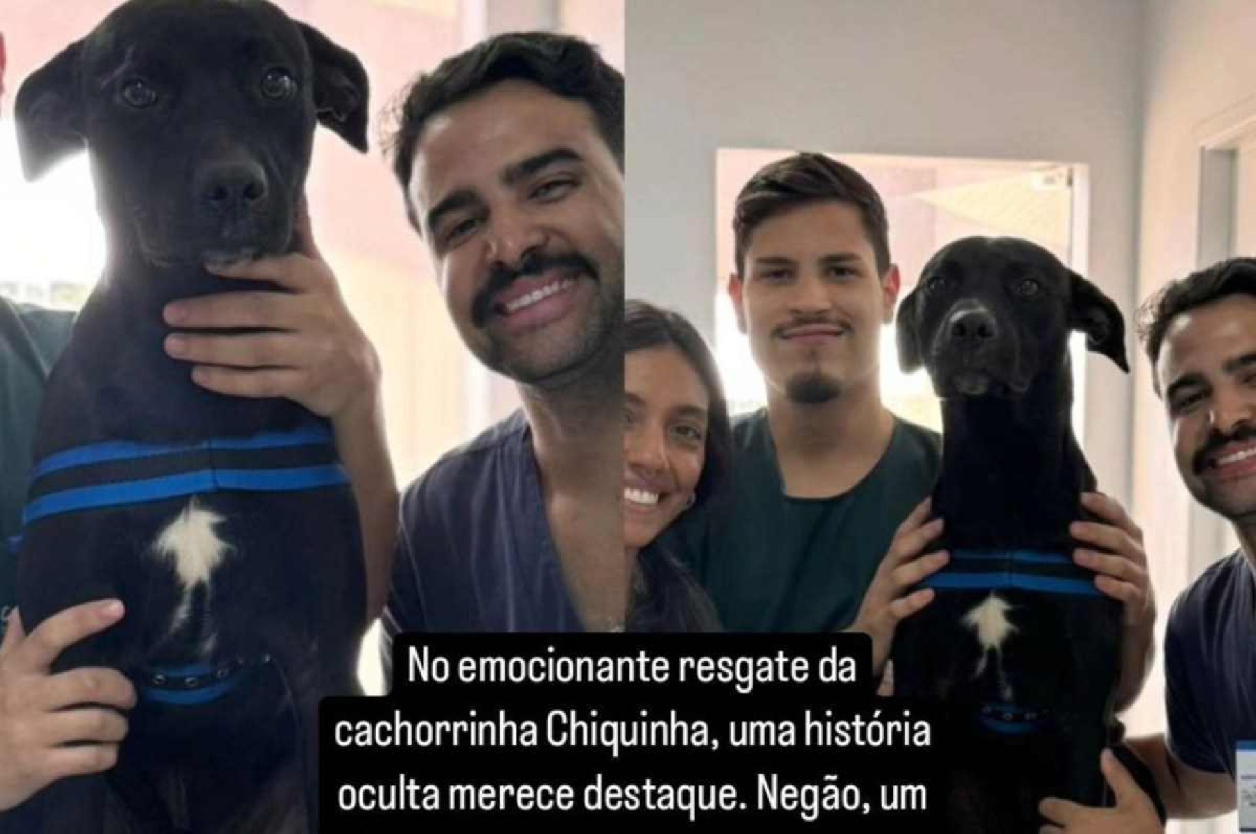 Herói de quatro patas: conheça o cão que salvou a vida de cadela agredida no DF