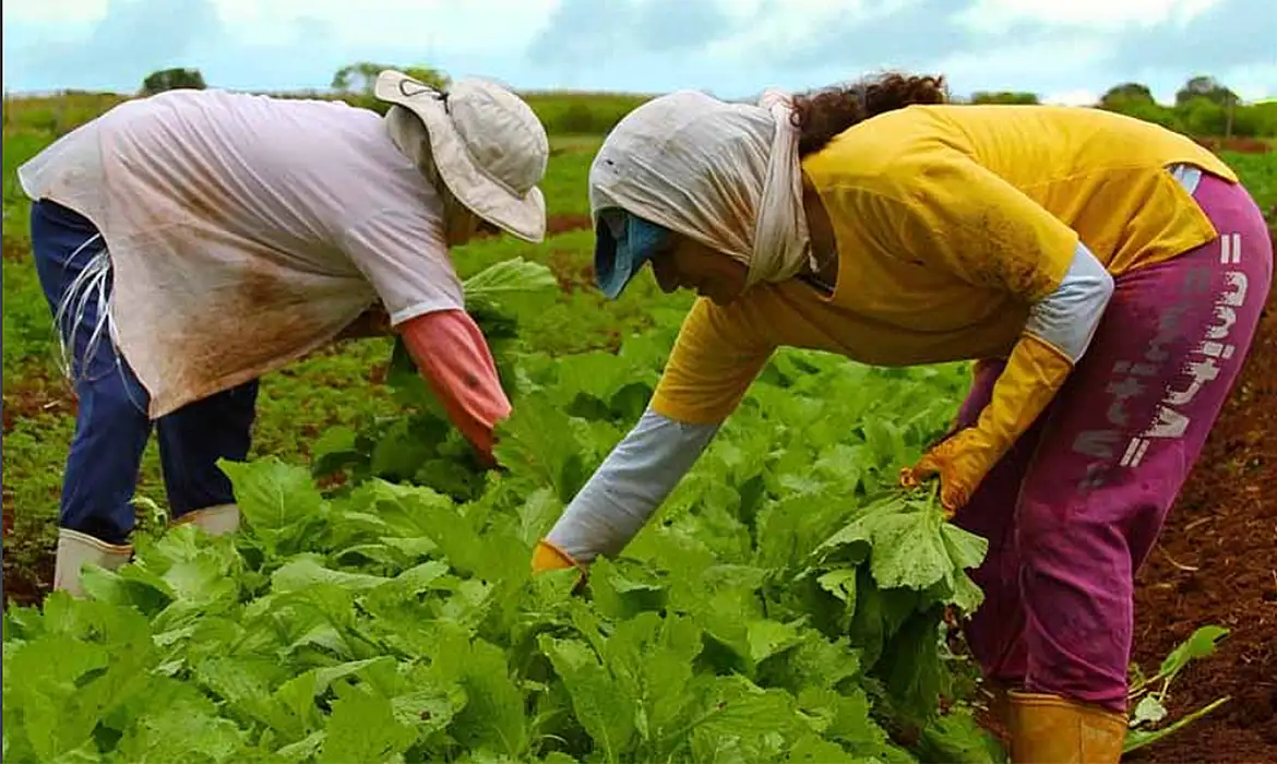 Embrapa capacitará técnicos de países africanos em produção agrícola -  (crédito: EBC)