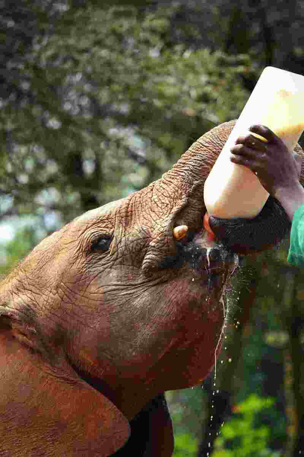 Elefante tomando mamadeira