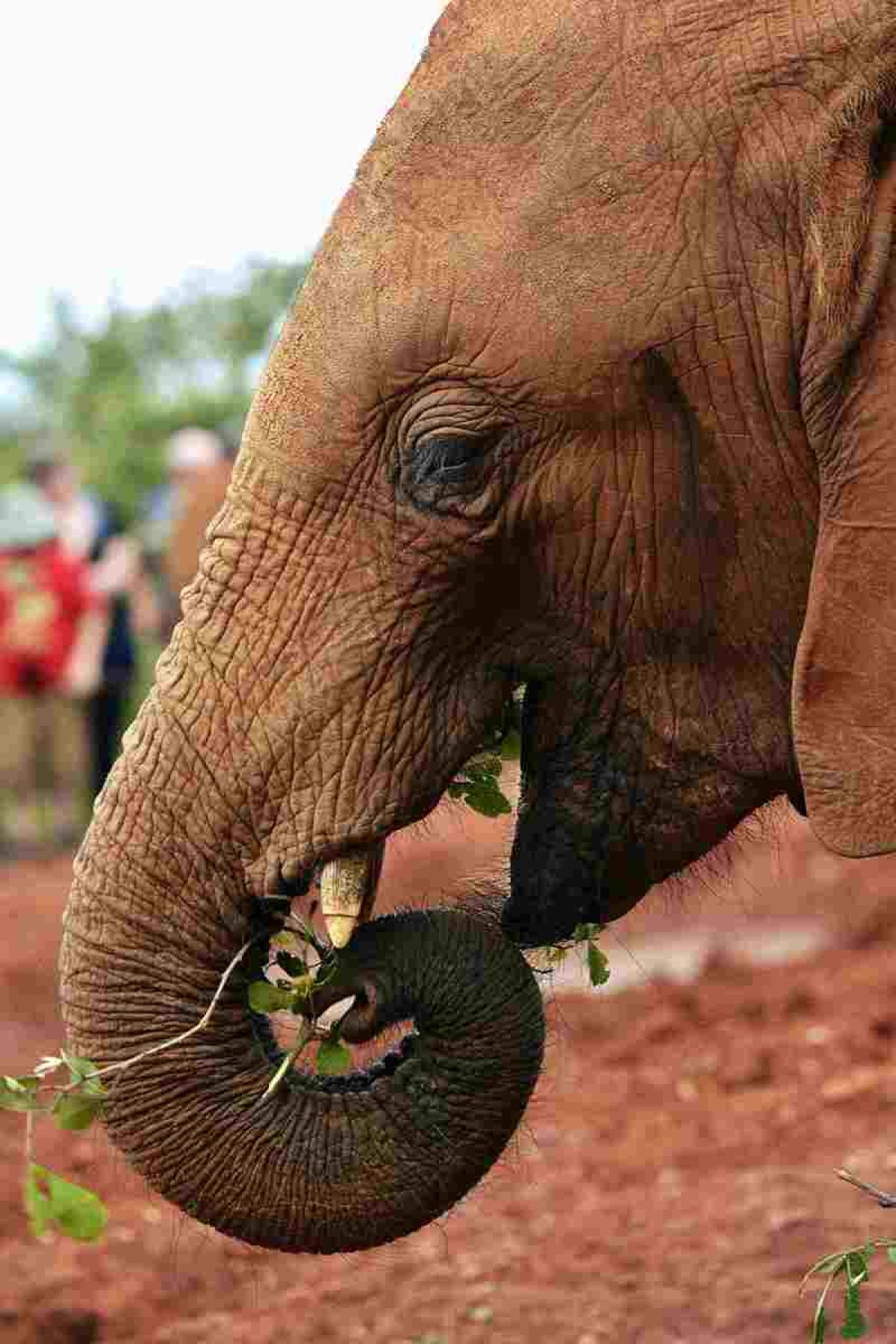 Imagens da cara de um elefante