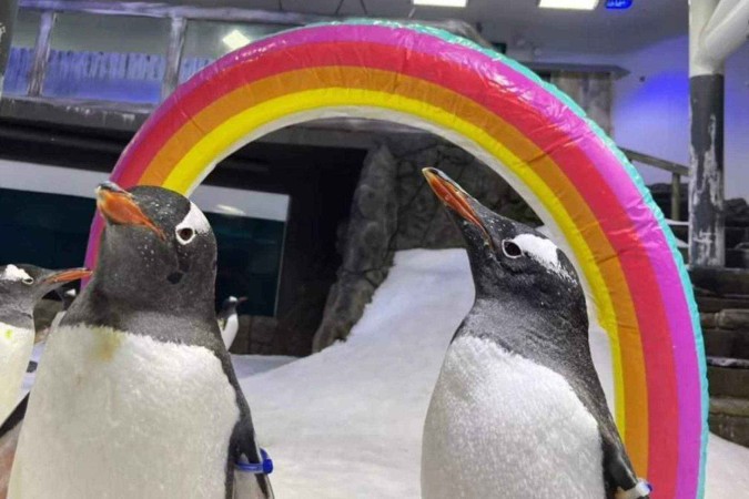 A comoção global com a morte de pinguim famoso por 'casamento gay' -  (crédito: BBC Geral)