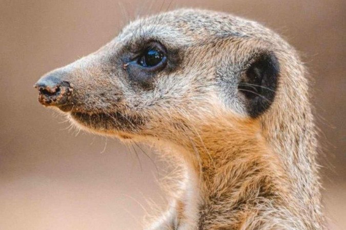 A fêmea chegou acompanhada de seu parceiro, Timão, e passou por um período de adaptação antes que seu recinto fosse aberto para visitação -  (crédito: Divulgação/ Jardim Zoológico)