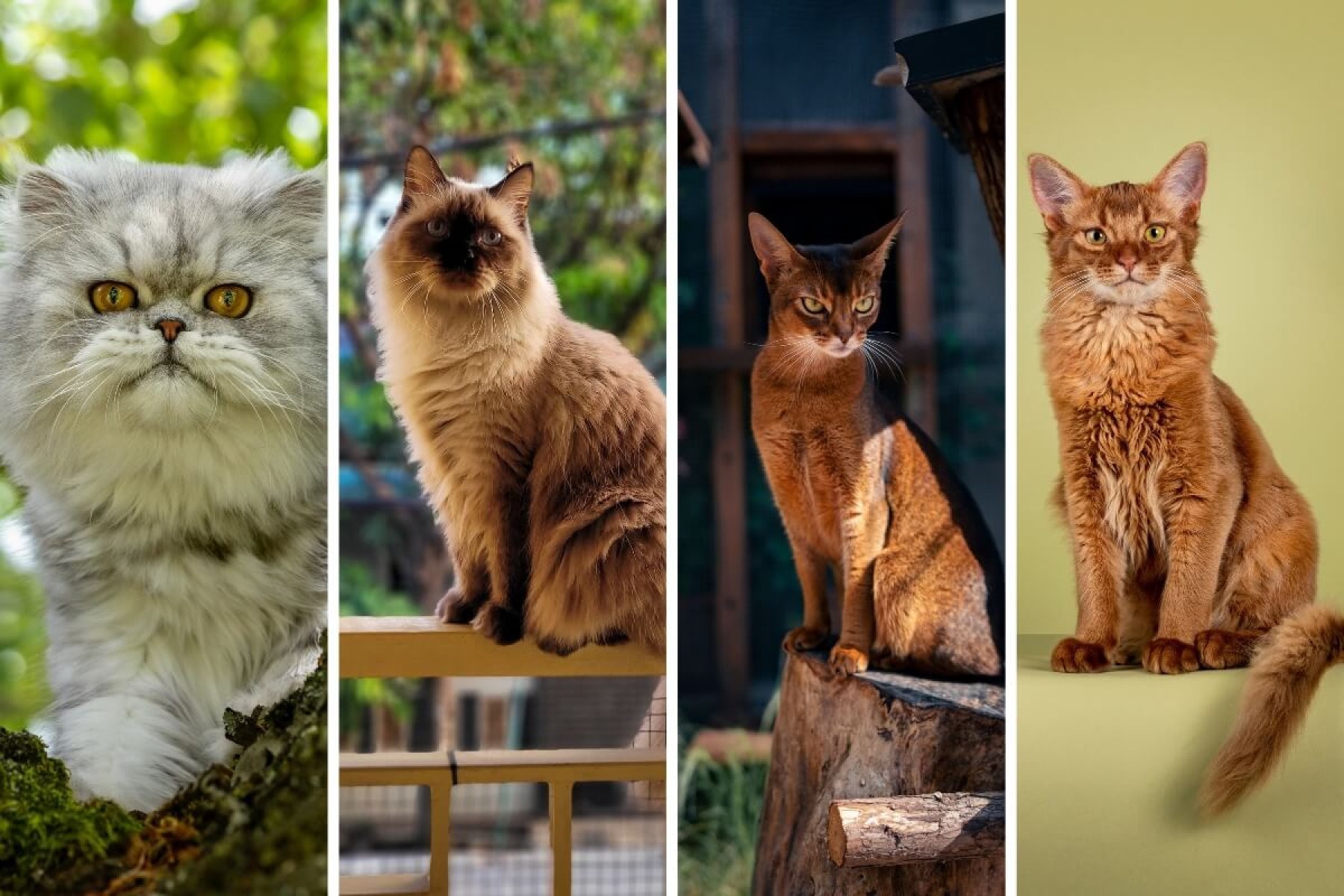 Algumas raças de gatos têm características tão semelhantes que são capazes de confundir até os tutores (Imagem: Jitka Kratochvilova, Ta2ng Ko, Nan Liu e Nynke van Holten | Shutterstock)  -  (crédito: EdiCase)