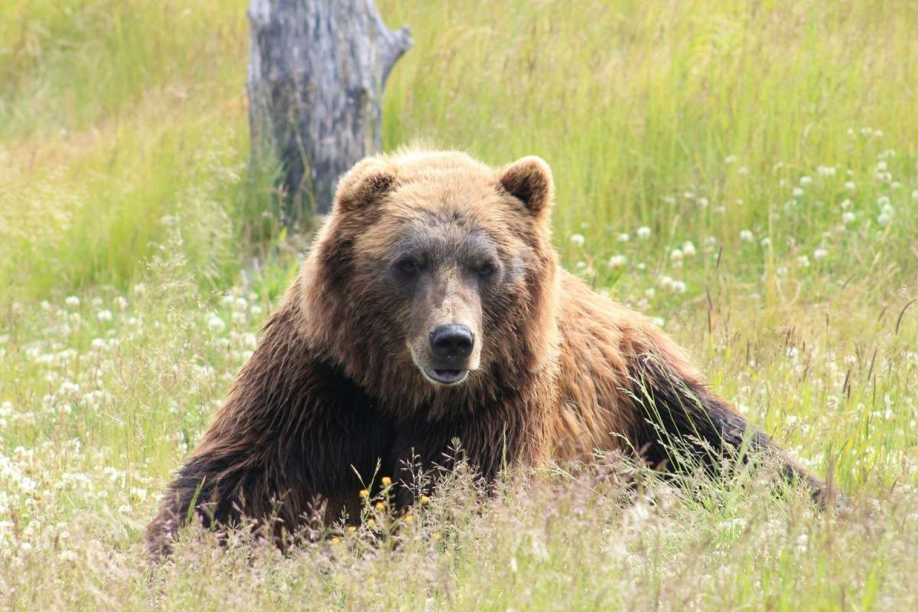 País europeu autoriza matança de ursos selvagens