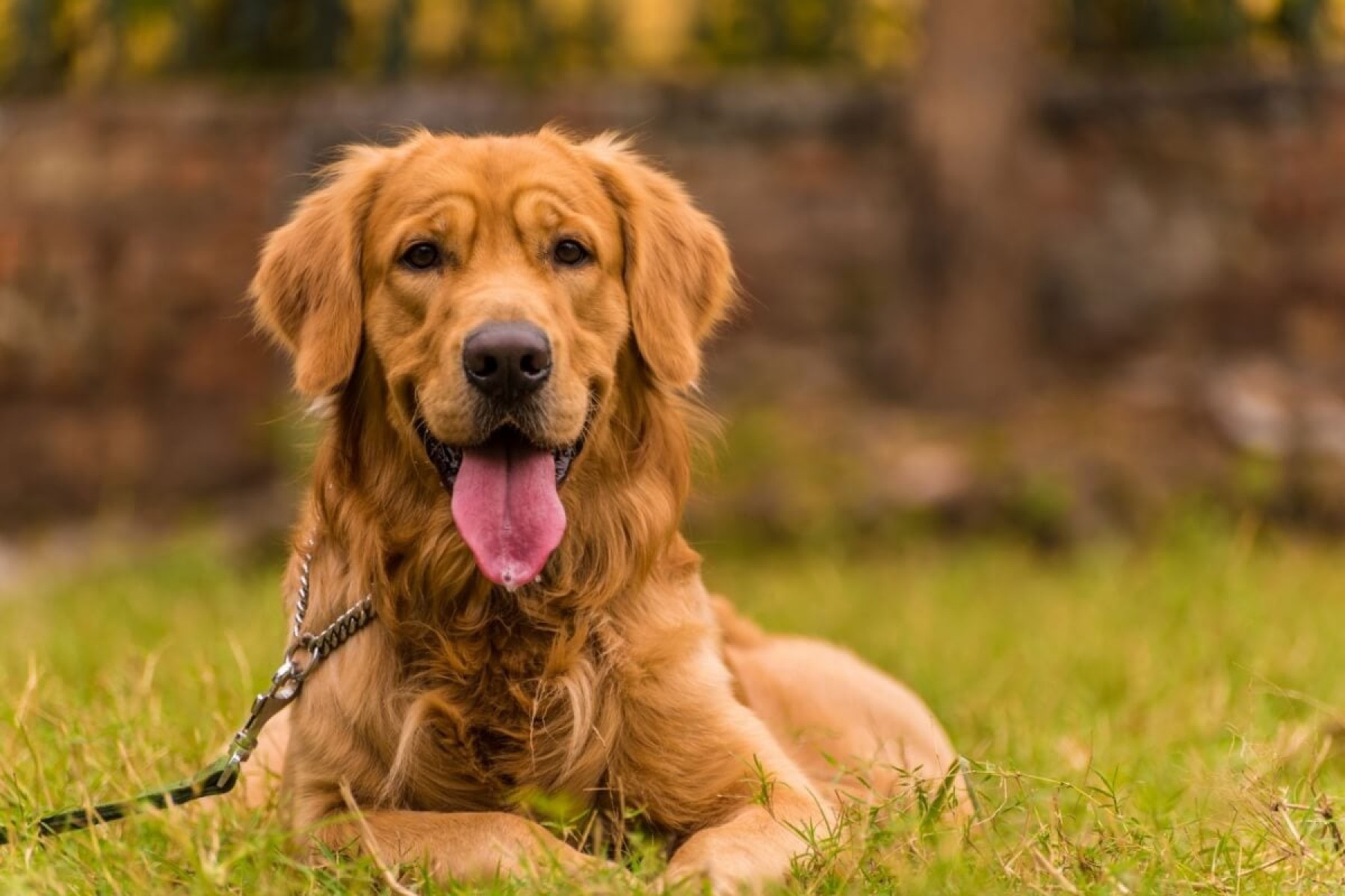 Algumas raças de cachorro se destacam pela beleza (Imagem: neelsky | Shutterstock) -  (crédito: EdiCase)