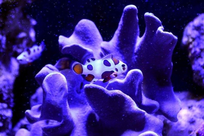  26/08/2024 Crédito: Marcelo Ferreira/CB/D.A Press. Brasil. Brasília - DF - Revista.  Especial Aquarismo, loja Fish In a Box na 714 Norte.