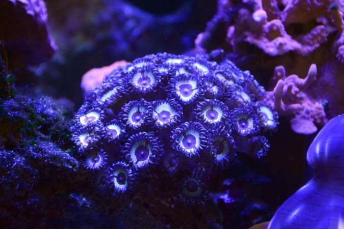  26/08/2024 Crédito: Marcelo Ferreira/CB/D.A Press. Brasil. Brasília - DF - Revista.  Especial Aquarismo, loja Fish In a Box na 714 Norte.