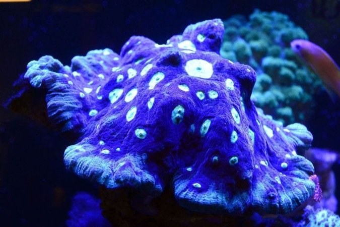  26/08/2024 Crédito: Marcelo Ferreira/CB/D.A Press. Brasil. Brasília - DF - Revista.  Especial Aquarismo, loja Fish In a Box na 714 Norte.