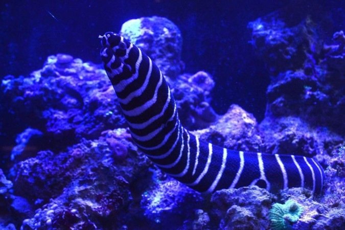  26/08/2024 Crédito: Marcelo Ferreira/CB/D.A Press. Brasil. Brasília - DF - Revista.  Especial Aquarismo, loja Fish In a Box na 714 Norte.