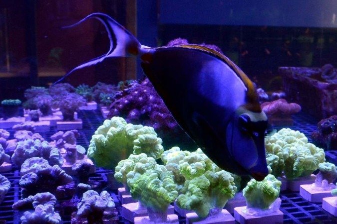  26/08/2024 Crédito: Marcelo Ferreira/CB/D.A Press. Brasil. Brasília - DF - Revista.  Especial Aquarismo, loja Fish In a Box na 714 Norte.