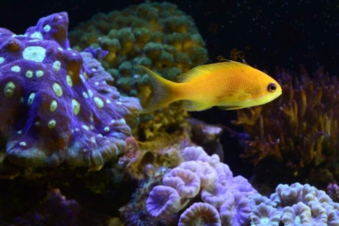  26/08/2024 Crédito: Marcelo Ferreira/CB/D.A Press. Brasil. Brasília - DF - Revista.  Especial Aquarismo, loja Fish In a Box na 714 Norte.