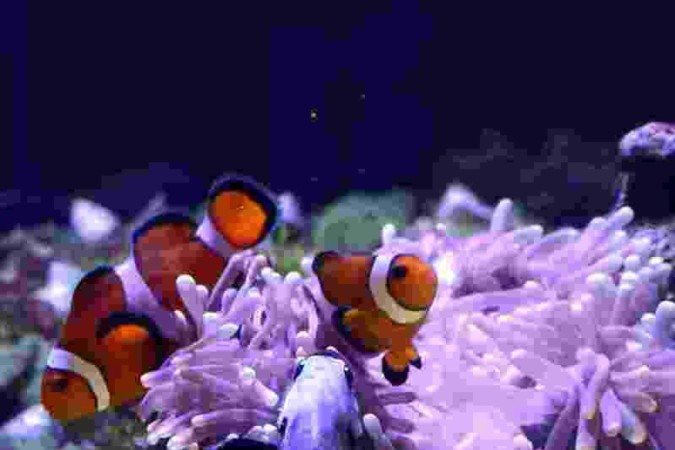  26/08/2024 Crédito: Marcelo Ferreira/CB/D.A Press. Brasil. Brasília - DF - Revista.  Especial Aquarismo, loja Fish In a Box na 714 Norte.