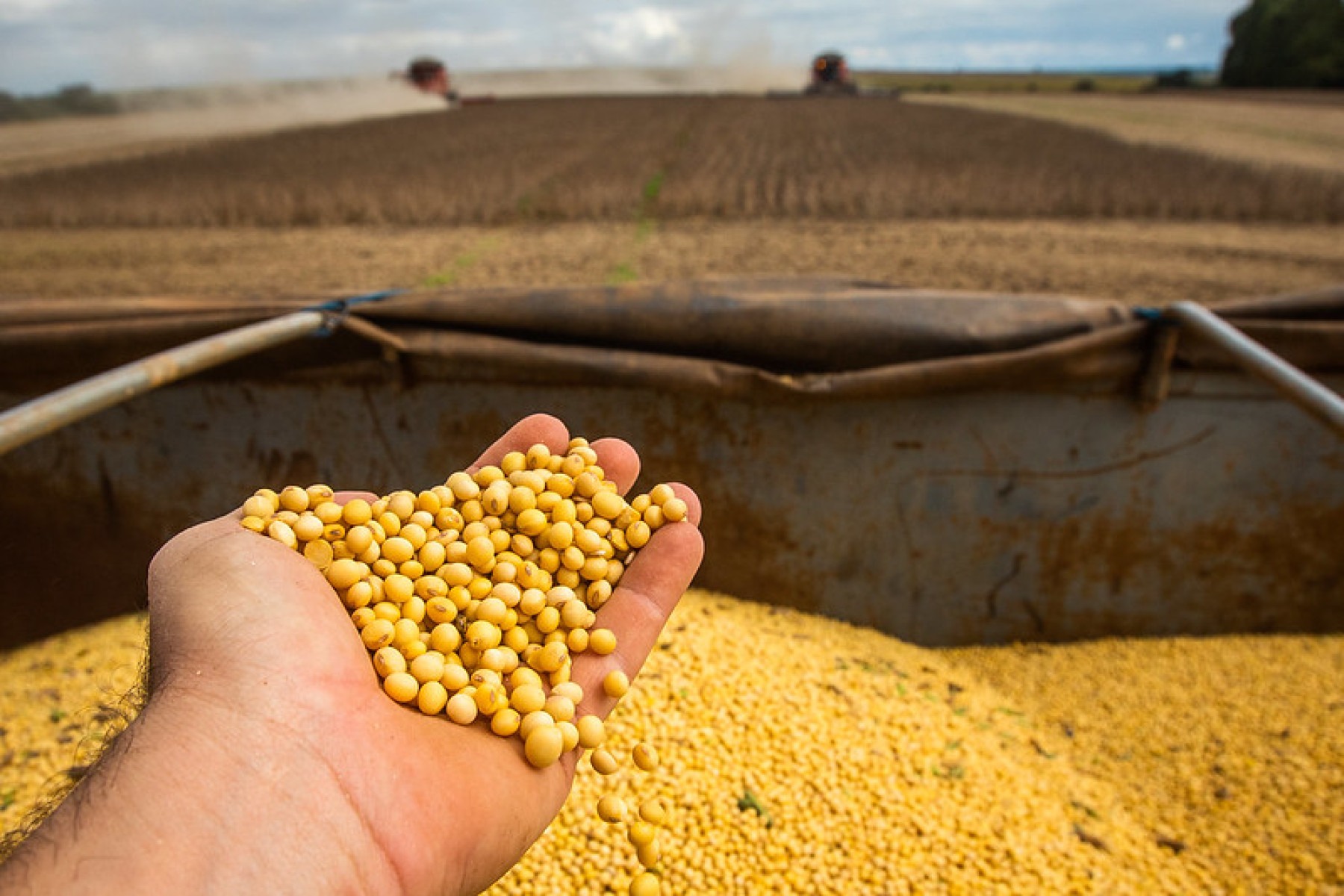 Recuperação judicial no agro segue em alta -  (crédito:  Wenderson Araujo)