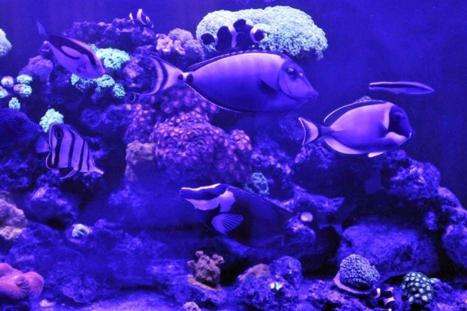  27/08/2024. Crédito: Minervino Júnior/CB/D.A Press. Brasil.  Brasilia - DF. Aquário Marinho na casa de Macelo Luiz.