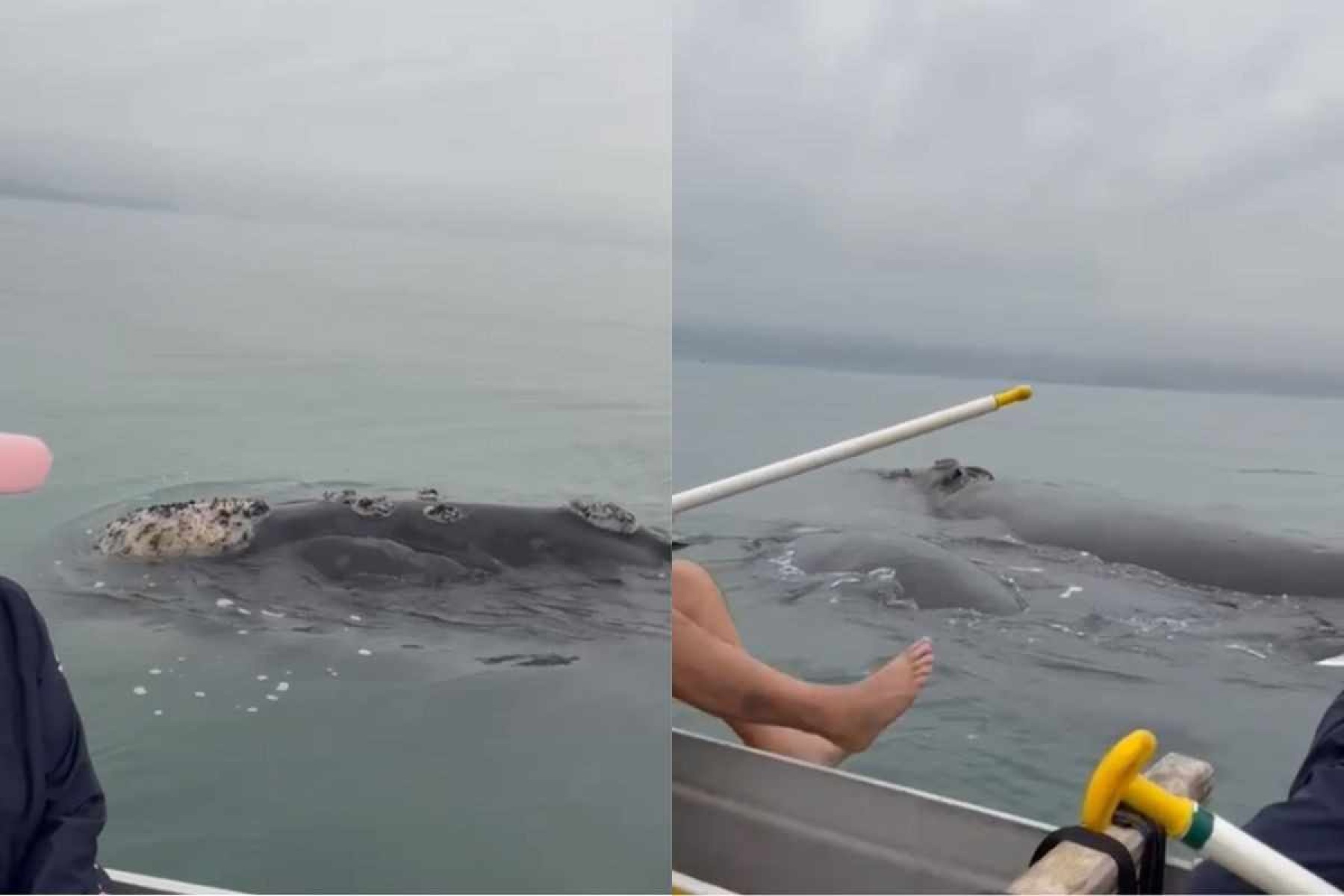 Vídeo: baleias nadam junto a grupo de remadores em Santa Catarina