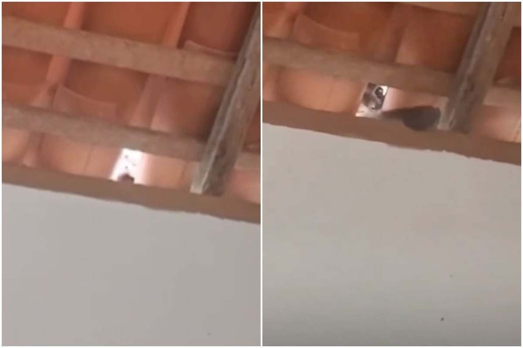 Vídeo flagra macaco prego que destelhava casas no Piauí