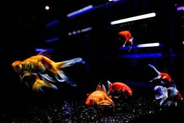 Loja de aquários Kawa Fish. Na foto o André Shingueo. 