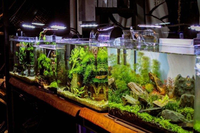 Loja de aquários Kawa Fish. Na foto o André Shingueo. 