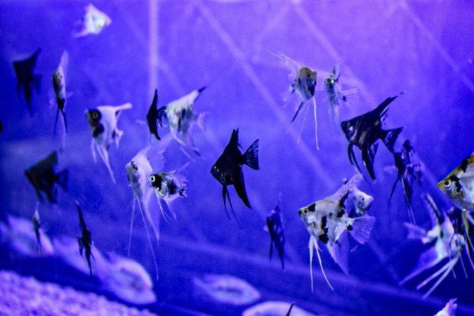 Loja de aquários Kawa Fish. Na foto o André Shingueo. 