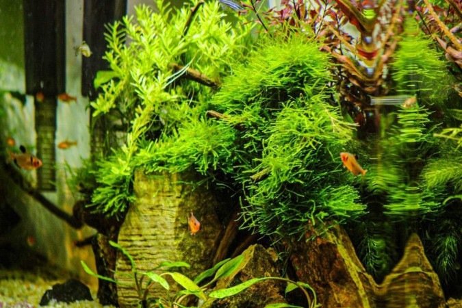 Loja de aquários Kawa Fish. Na foto o André Shingueo. 