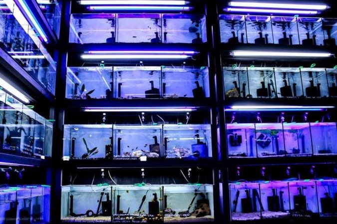 Loja de aquários Kawa Fish. Na foto o André Shingueo. 