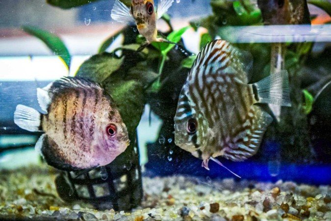 Loja de aquários Kawa Fish. Na foto o André Shingueo. 