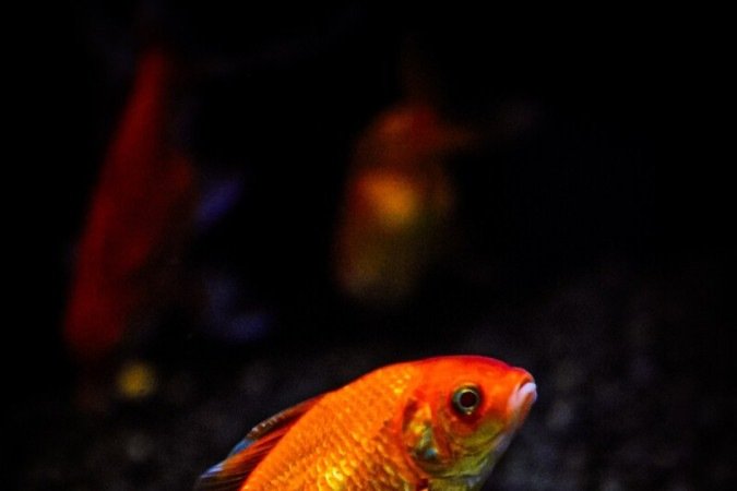 Loja de aquários Kawa Fish. Na foto o André Shingueo. 