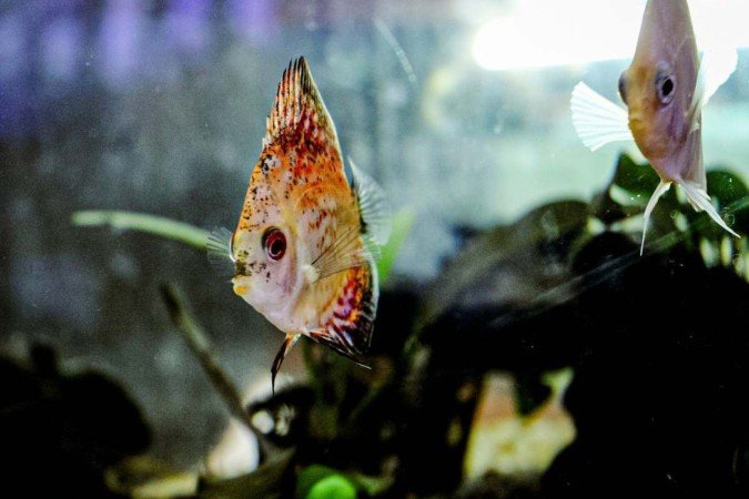 Loja de aquários Kawa Fish. Na foto o André Shingueo. 