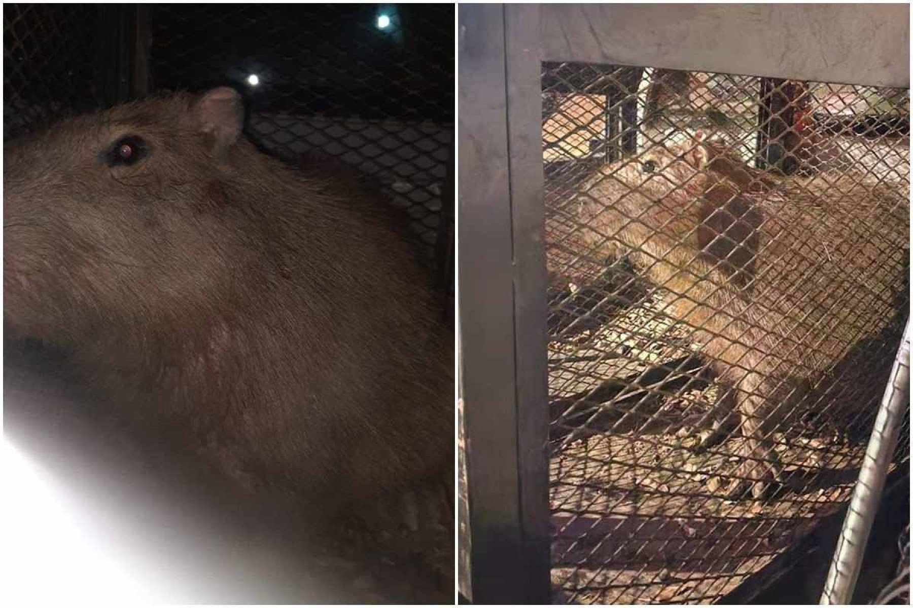 Capivara é resgatada após atropelamento no túnel Rei Pelé, em Taguatinga