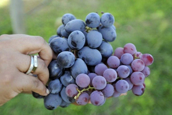 A especialista explica o impacto do suco no emagrecimento, destaca os benefícios para a saúde cardiovascular e alerta para a quantidade diária ideal, que não substitui o consumo da fruta in natura. - (crédito: Minervino Junior/CB) A especialista explica o impacto do suco no emagrecimento, destaca os benefícios para a saúde cardiovascular e alerta para a quantidade diária ideal, que não substitui o consumo da fruta in natura. - (crédito: Minervino Junior/CB)