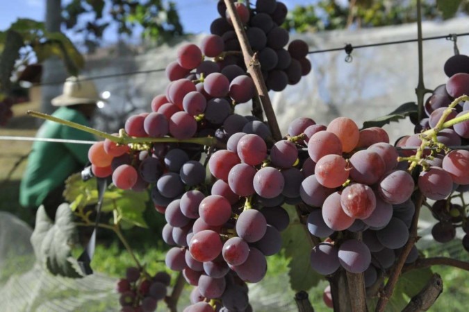 Uvas do tipo niagara rosada, no parreiral da Fazenda Calif&oacute;rnia  -  (crédito:  Minervino Junior/CB)