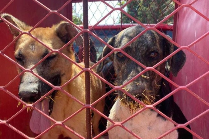 Os cachorros tiveram ferimentos na parte frontal da cabeça, céu da boca e focinho -  (crédito: Divulgação / CBMMG)