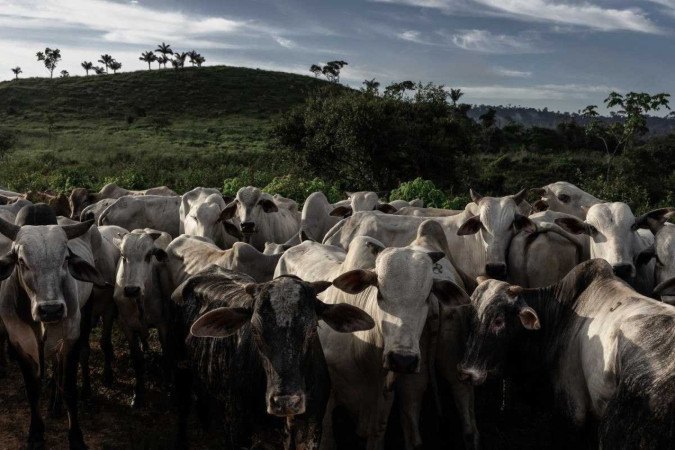 Gado invade terras do Xingu na foto de Maíra Erlich