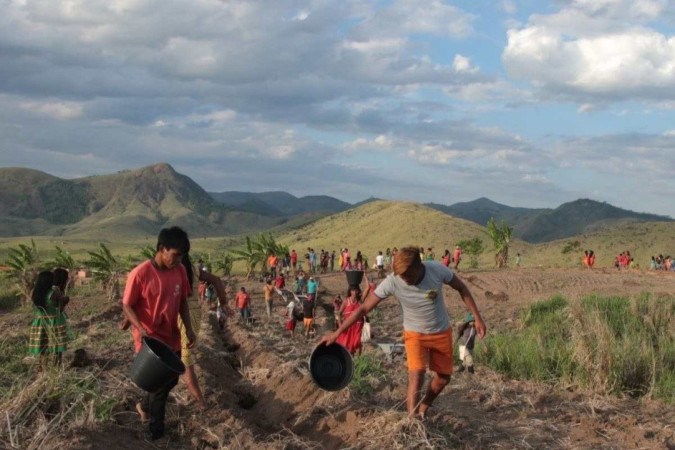 Depois de 15 meses de projeto, já foram reflorestados 150 hectares das aldeias -  (crédito: Júlia Guedes e Breno Terra - Hãmhi/Terra Viva)