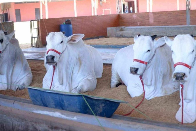 Com uma forte ênfase técnica, o evento traz o que há de mais avançado em genética pecuária e a participação de mais de 600 animais de elite