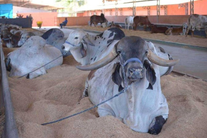 Gado bovino da raça Gir se destaca pela longevidade, facilidade de parto e boa produção de leite