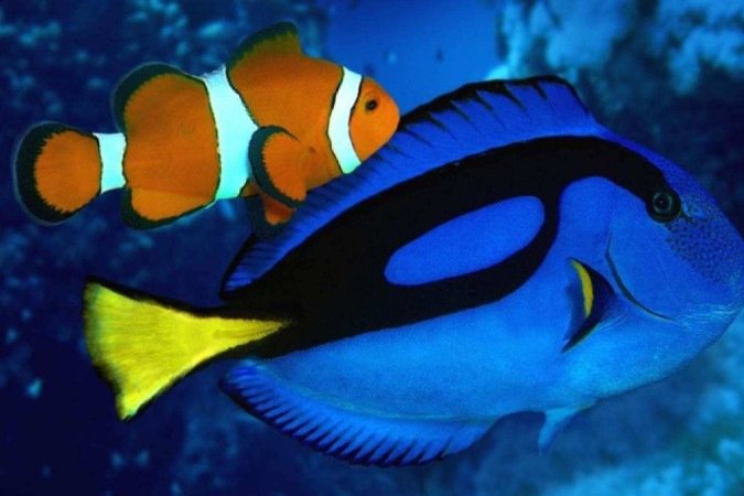 Peixe-Palhaço e Blue tang, os famosos Nemo e Dory