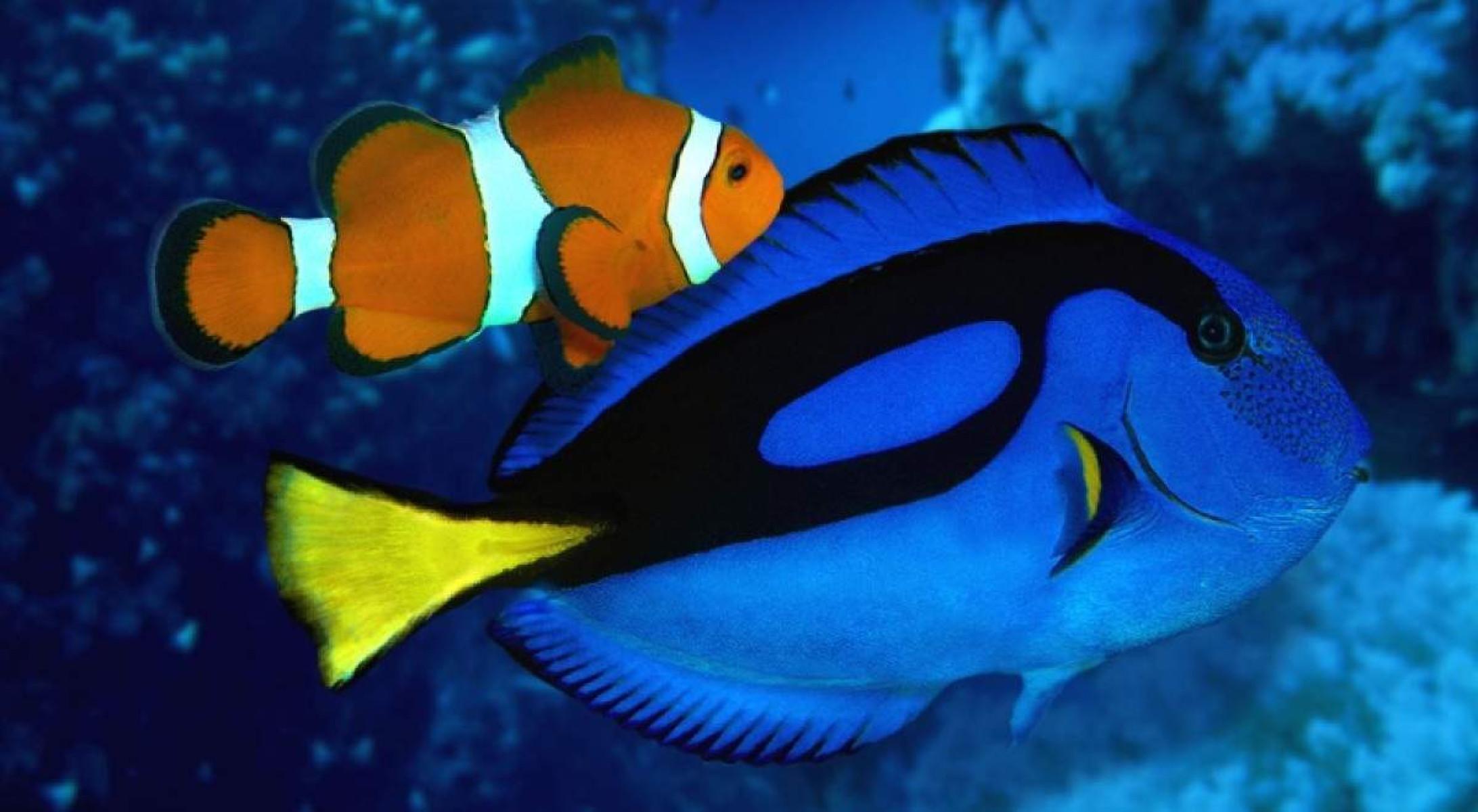 Peixe-Palhaço e Blue tang, os famosos Nemo e Dory