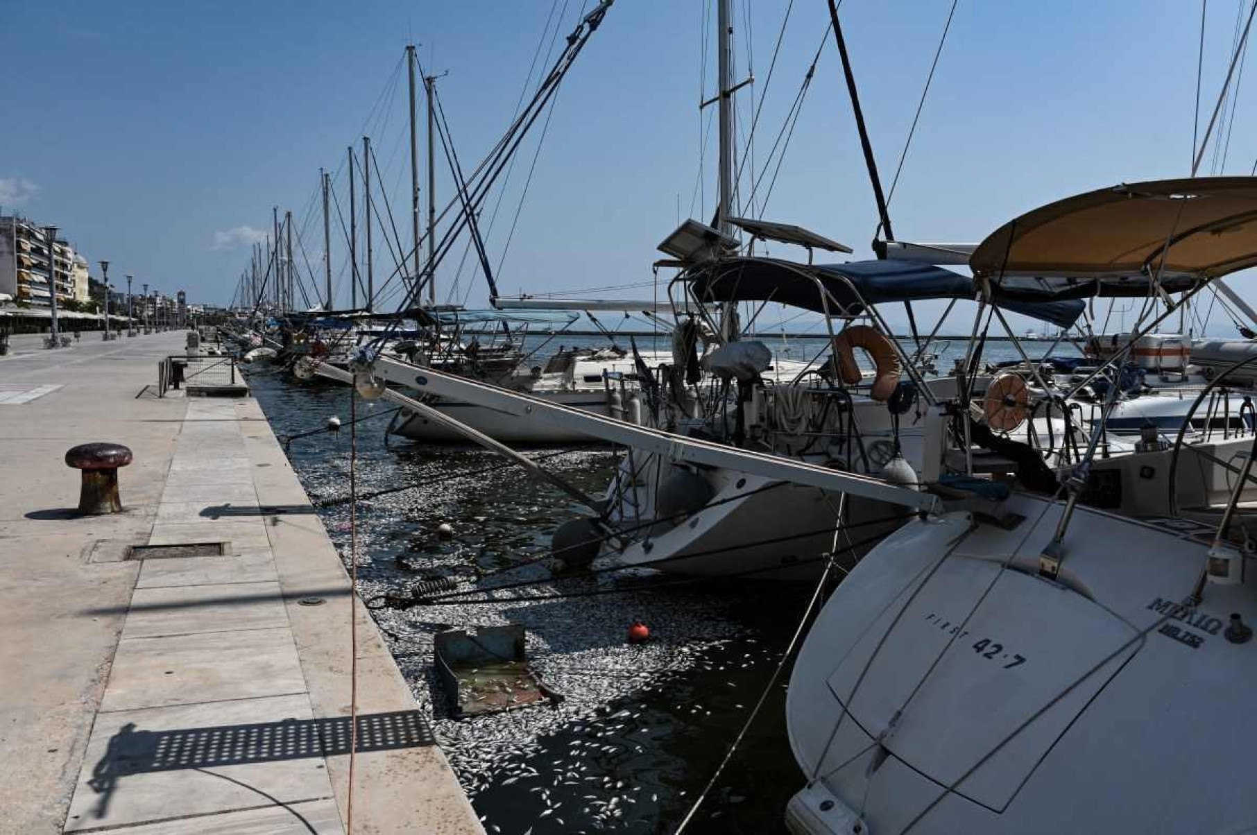 Cidade portuária grega em estado de emergência por maré de peixes mortos