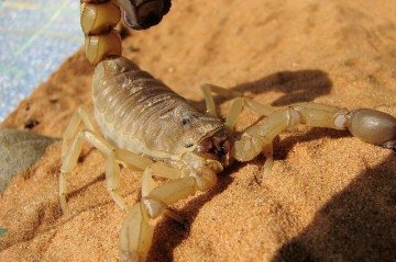 Cuidado! Os animais peçonhentos mais perigosos do Brasil