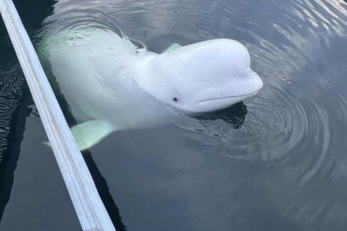 De acordo com a organização para preservação ambiental, Marine Mind, a causa da morte de Hvaldimir ainda não foi descoberta -  (crédito: Reprodução/Instagram @marinemind_org)