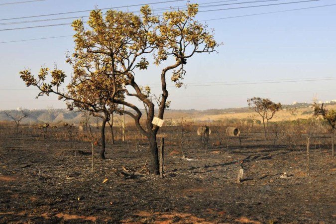  02/09/2024. Crédito: Minervino Júnior/CB/D.A Press. Brasil.  Brasilia - DF. Incêndio que ocorreu na mata próximo ao Terminal de ônibus em Samambaia Norte