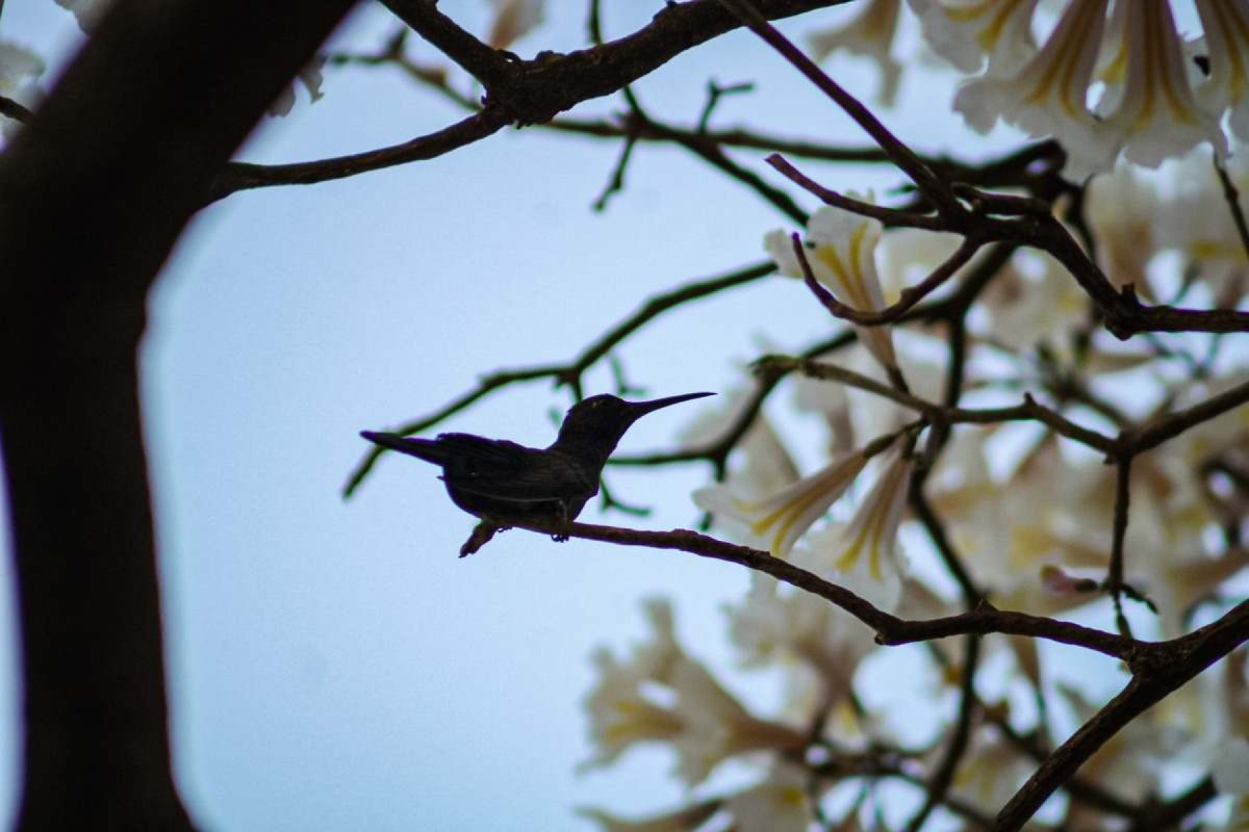 De floração rápida, os ipês-brancos aliviam a paisagem árida da cidade