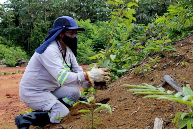 Em Juriti (PA), agricultora realiza reabilitação de área minerada: segundo Ibram, mineração é o setor que mais recupera áreas degradadas -  (crédito: Divulgação/IBRAM)