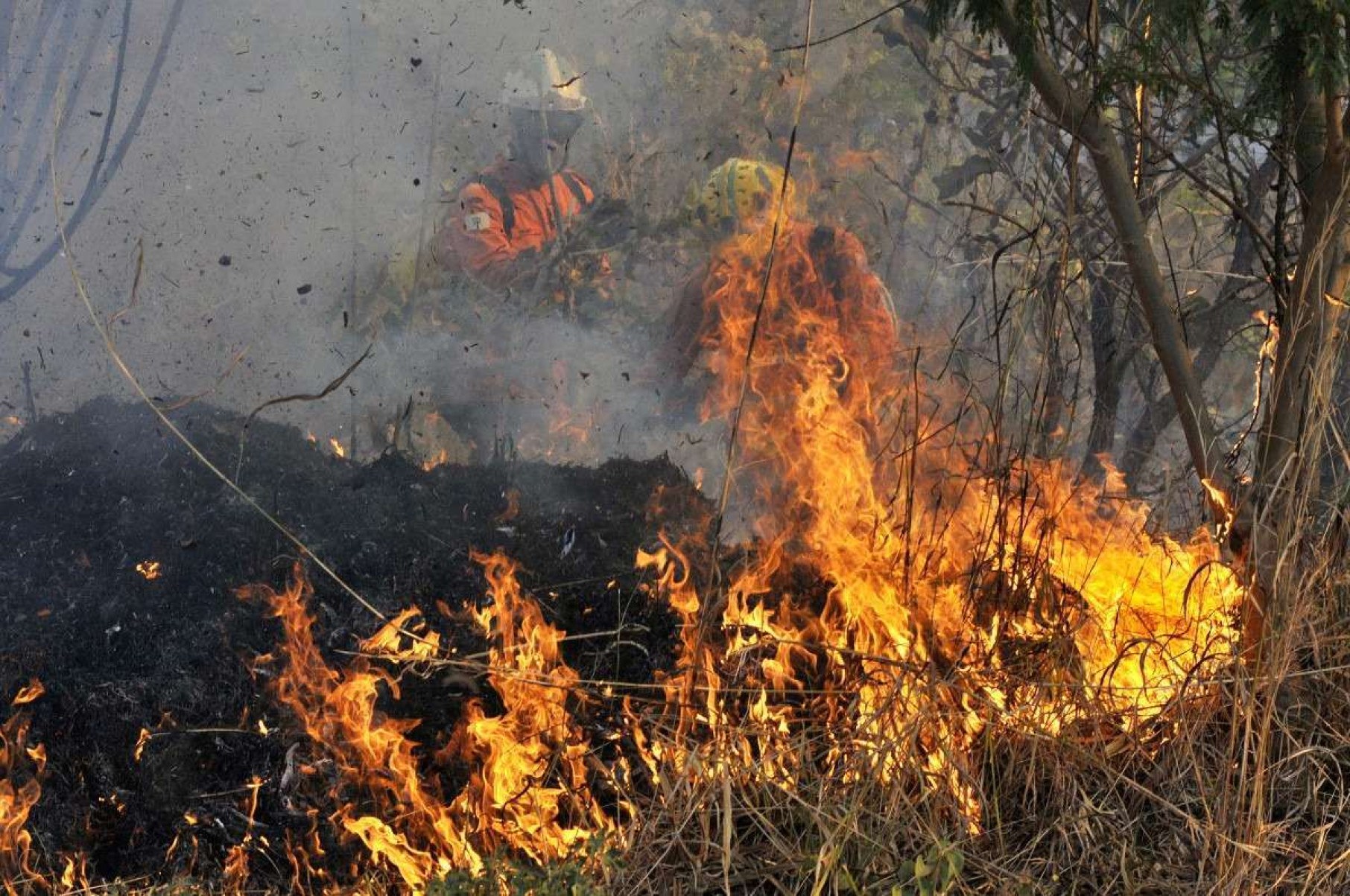 ICMBio calcula quase 40% da Flona de Brasília queimada por incêndio